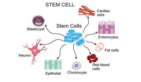 Stem Cell BioGrad Prenatal